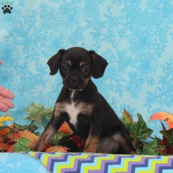Tootsie, Boston Terrier Mix Puppy